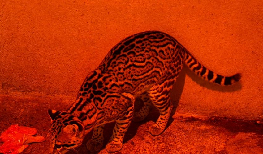 Aplica Comisión de Parques protocolos en fauna ante bajas&nbsp;temperaturas