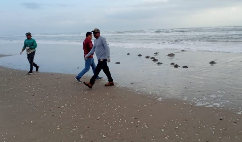 Regresa Comisión de Parques 62 tortugas verdes rescatadas al&nbsp;mar