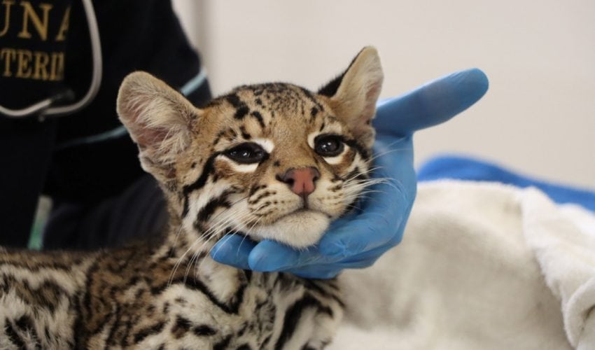 Libera Comisión de Parques a cocodrilo, mientras que ocelote permanece en el zoológico de&nbsp;Tamatán