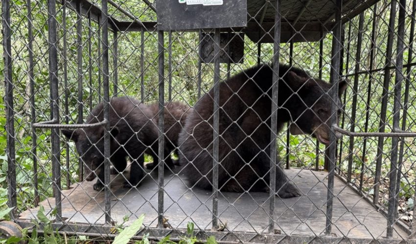 Retorna Comisión de Parques familia de osos negros a su&nbsp;hábitat