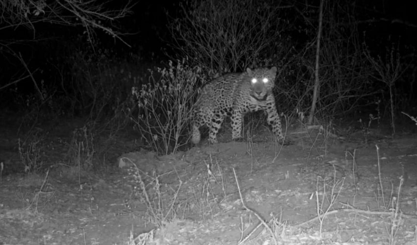 Aclara Comisión de Parques y Biodiversidad: jaguar atropellado no corresponde a&nbsp;Tamaulipas
