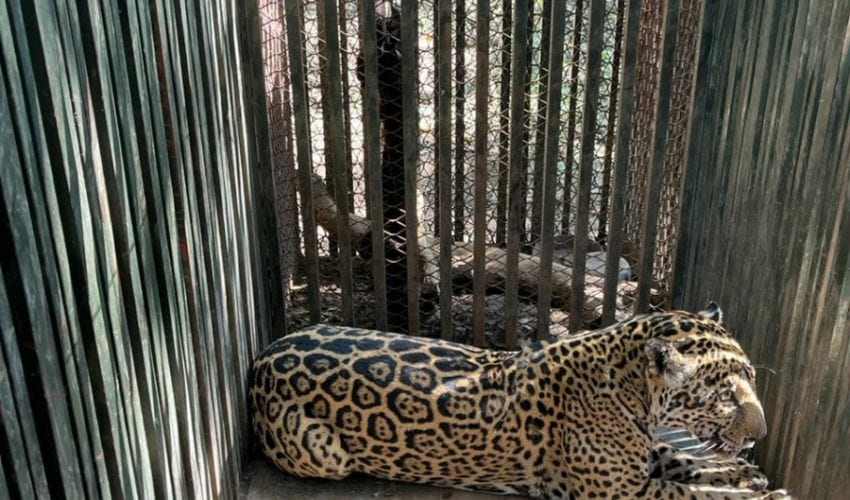 Instala Comisión de Parques collar de monitoreo en&nbsp;jaguar