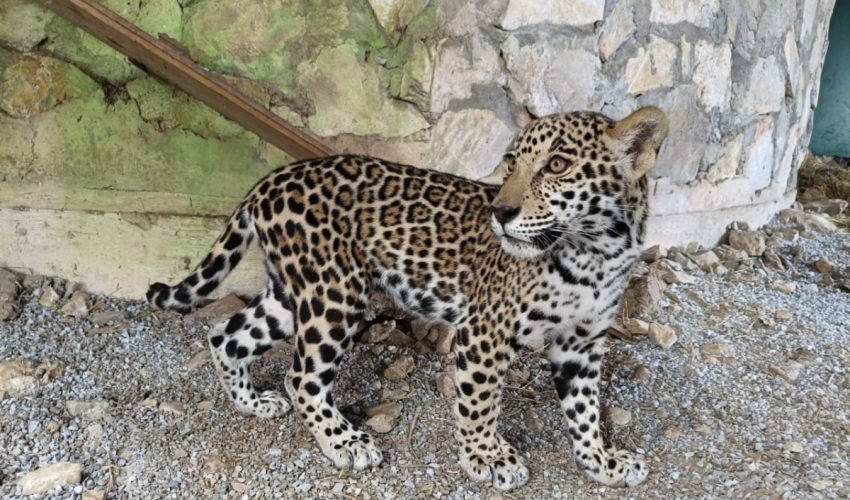 Llegan cachorros de jaguar al Parque Ecológico Biósfera El&nbsp;Cielo