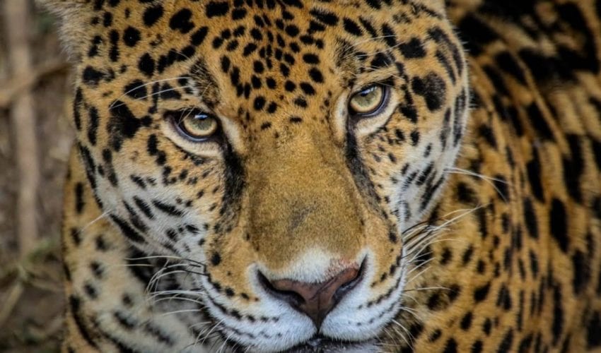 Trabaja Tamaulipas en seis programas de&nbsp;conservación