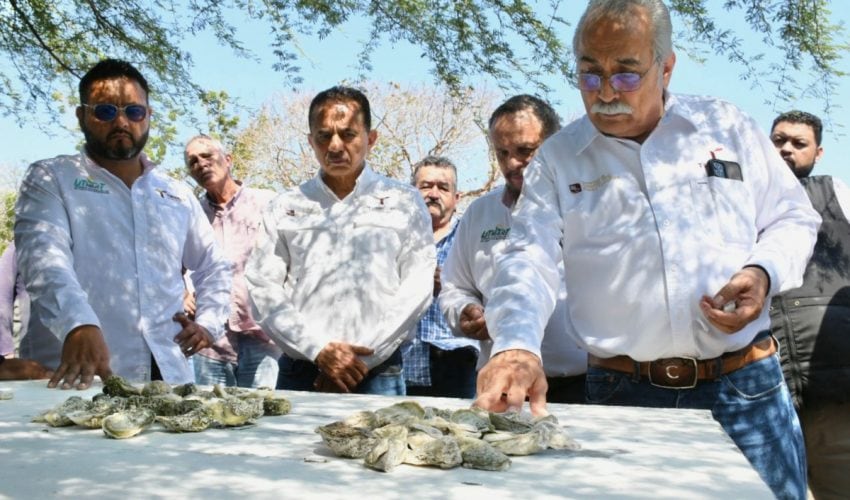 Presentan proyecto para el cultivo de ostión en&nbsp;Tamaulipas