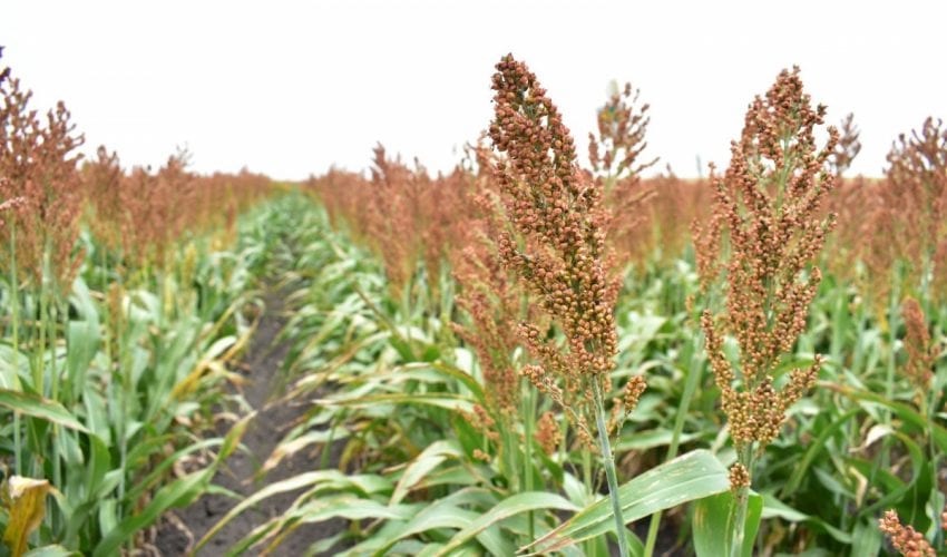 Productores de sorgo tamaulipecos se beneficiarán con la Ley de&nbsp;Biocombustibles