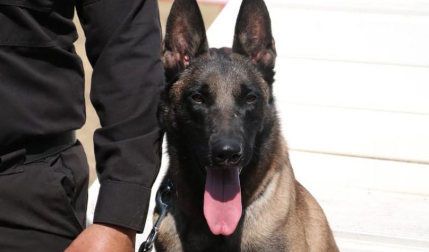 De compañeros a familia: policía de la Guardia Estatal adopta a canino&nbsp;retirado