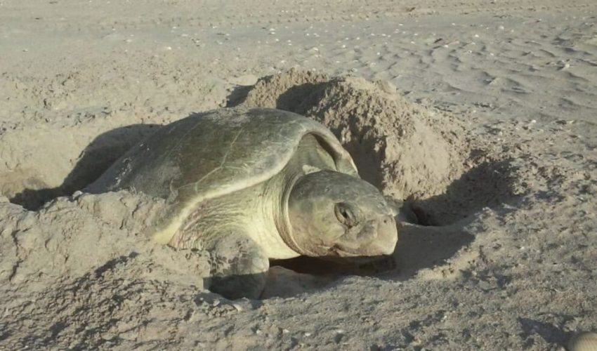 Exhorta SEDUMA a cuidar la tortuga lora durante&nbsp;vacaciones