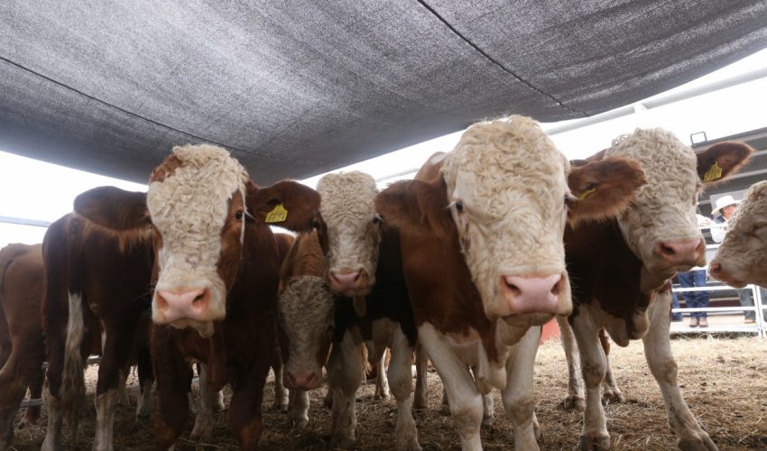 Prepara Desarrollo Rural evento de Mejoramiento Genético&nbsp;2025