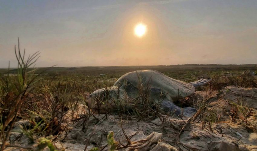 Incrementa Tamaulipas resguardo de huevos  de tortuga lora en un&nbsp;20%