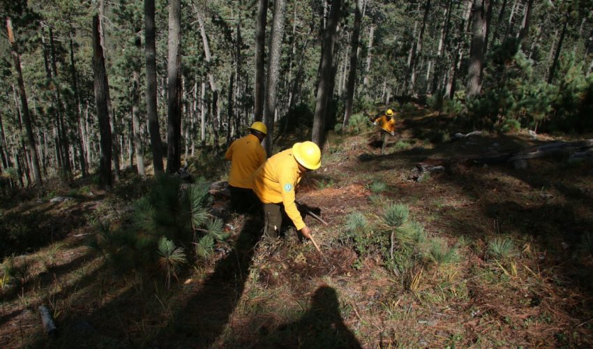 Fortalece SEDUMA proyectos de prevención de incendios y&nbsp;reforestación