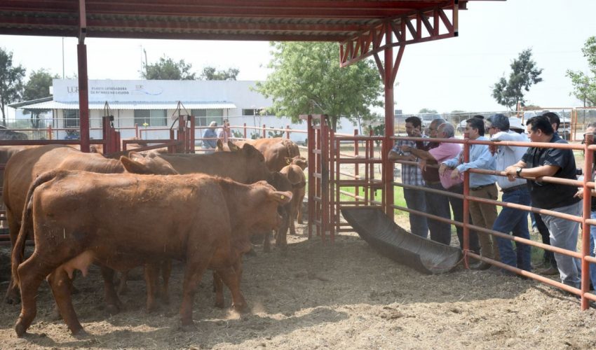 Reactivarán Centro de Mejoramiento Genético para fortalecer la ganadería en&nbsp;Tamaulipas