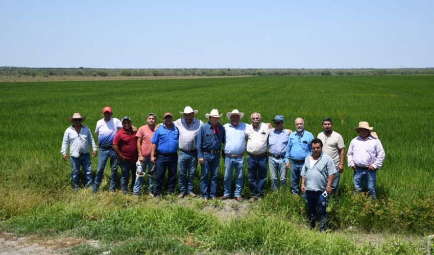 Supervisa secretario de Desarrollo Rural siembra de&nbsp;arroz