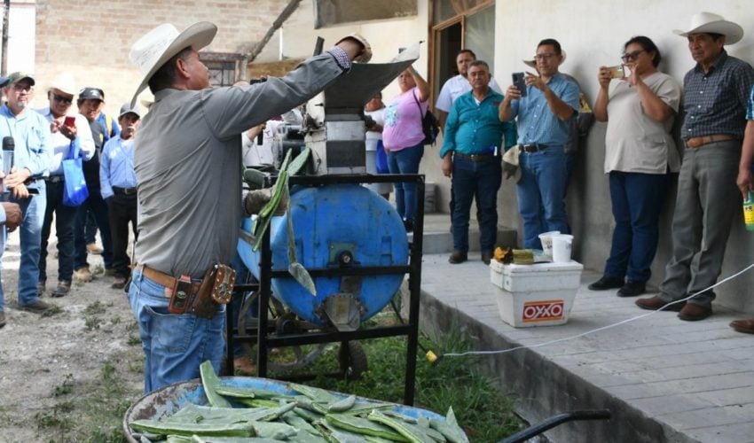 Promueven el uso del nopal como estrategia alimentaria&nbsp;sustentable