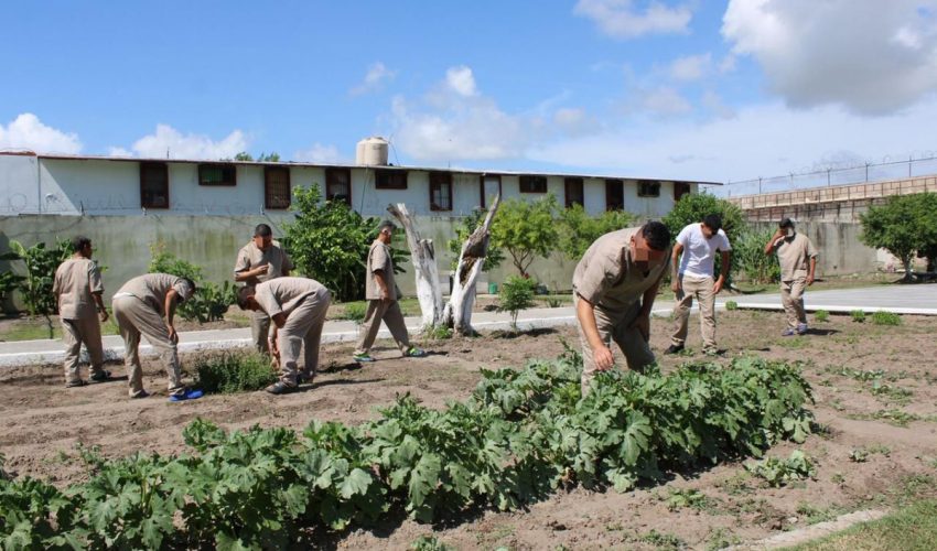 Imparten en CEDES Matamoros cursos de huertos urbanos e&nbsp;inglés