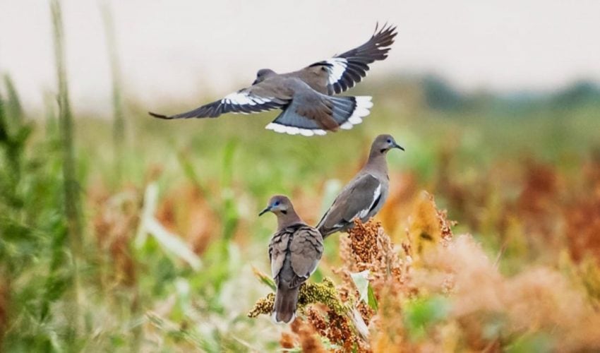 Inicia en Tamaulipas temporada de caza de paloma ala&nbsp;blanca