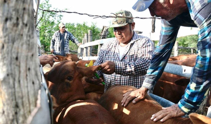 Continúa entrega de Paquetes Tecnológicos Pecuarios en&nbsp;Tamaulipas