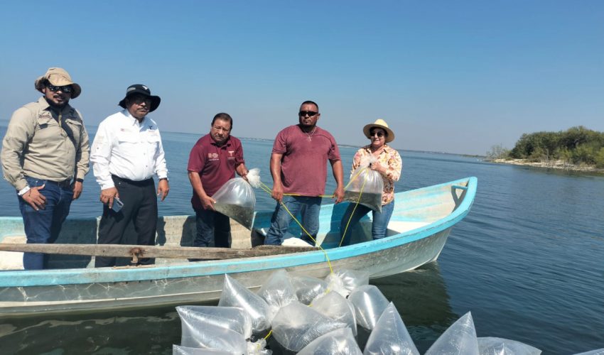 Avanza repoblamiento pesquero en Tamaulipas con la siembra de 200 mil&nbsp;alevines