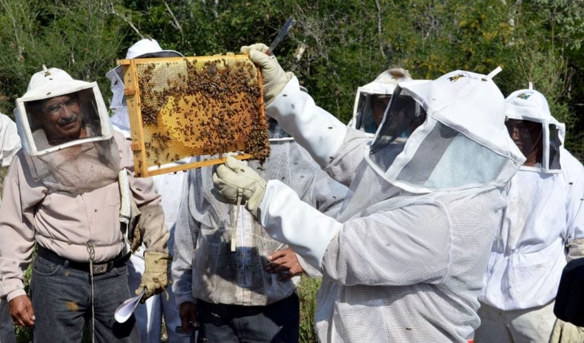 Impulsa Gobierno de Tamaulipas el relevo generacional en la&nbsp;apicultura