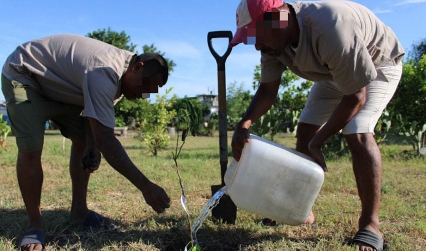Reforestan CEDES Matamoros con plantación de árboles&nbsp;frutales