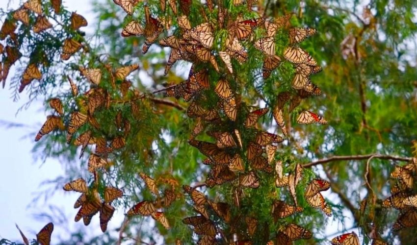 Impulsa Gobierno de Tamaulipas conservación de la ruta migratoria de la mariposa&nbsp;monarca